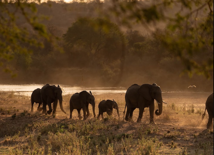Elephants moving through golden light near the river